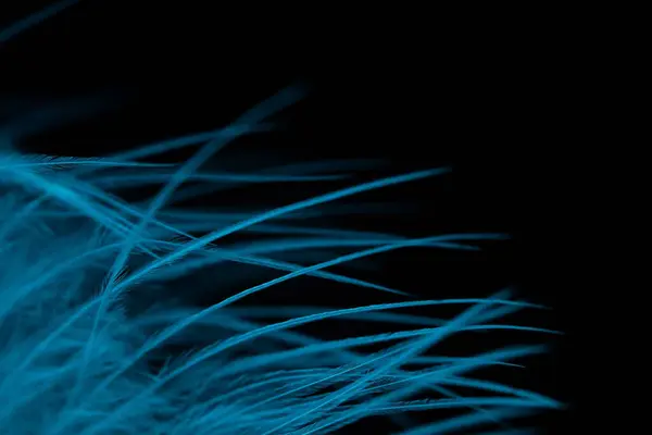 Siyah arka planda mavi doku, kuş tüyü, hayvan teması 