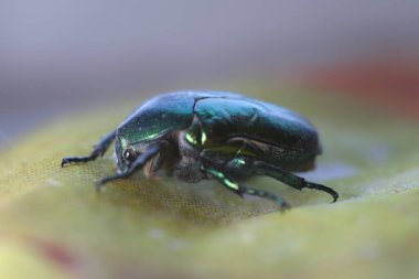 June bug, green bug ultra macro view, extreme close up, Green beetle, beetle head movement, Cotinis nitida insect clipart