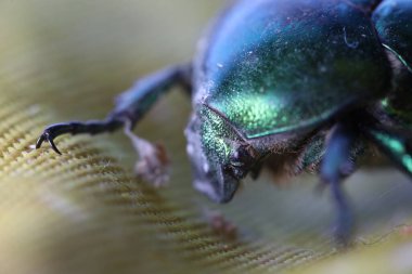 June bug, green bug ultra macro view, extreme close up, Green beetle, beetle head movement, Cotinis nitida insect clipart