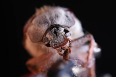 The common cockchafer in macro, extreme macro photography, eyes details, may bug on dark background clipart