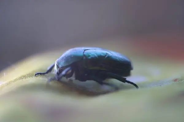 stock image June bug, green bug ultra macro view, extreme close up, Green beetle, beetle head movement, Cotinis nitida insect