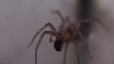 Örümcek Sivrisinek Yiyor, Aşırı Yakın plan, Korkunç Ev Örümceği