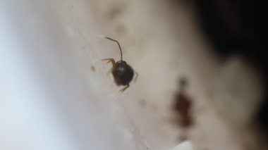 Küresel yaykuyruk, Symphypleona, yakın planda küçük böcek, böcek ilacı.