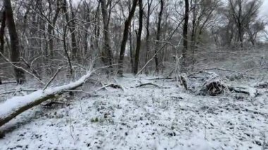 Ormandaki ilk kar, kış ormanlarında yürümek, sakin doğa atmosferi.