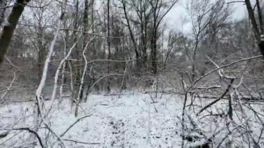 Ormandaki ilk kar, kış ormanlarında yürümek, sakin doğa atmosferi.