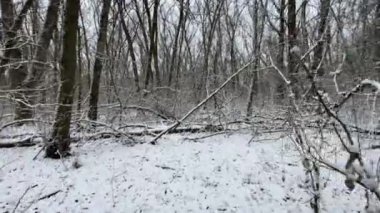 Ormandaki ilk kar, kış ormanlarında yürümek, sakin doğa atmosferi.