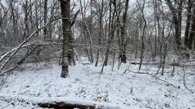 Ormandaki ilk kar, kış ormanlarında yürümek, sakin doğa atmosferi.