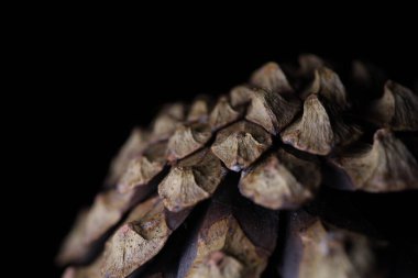 Siyah arka planda çam kozalağı, makro fotoğraf, karanlıkta yeşil