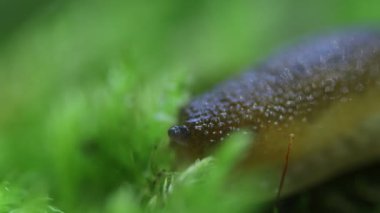 Güneşli bir yaz ormanında yeşil sümüklü böcek, yeşil yosun üzerinde sümüklü böcek.