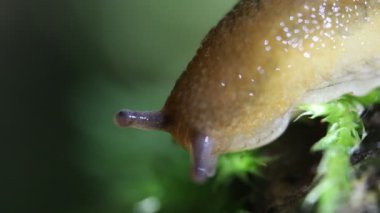 Güneşli bir yaz ormanında yeşil sümüklü böcek, yeşil yosun üzerinde sümüklü böcek.