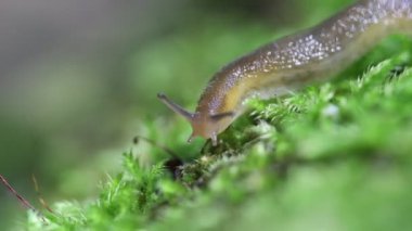 Güneşli bir yaz ormanında yeşil sümüklü böcek, yeşil yosun üzerinde sümüklü böcek.