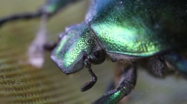 Haziran böceği, yeşil böcek ultra makro görüş, aşırı yakın çekim, yeşil böcek başı hareketi, Cotinis nitida böceği