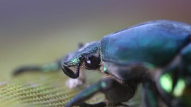 Haziran böceği, yeşil böcek ultra makro görüş, aşırı yakın çekim, yeşil böcek başı hareketi, Cotinis nitida böceği