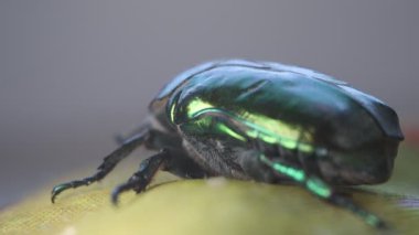 Haziran böceği, yeşil böcek ultra makro görüş, aşırı yakın çekim, yeşil böcek başı hareketi, Cotinis nitida böceği
