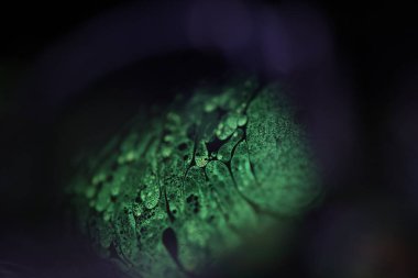 Koyu kırmızı arka planda yeşil köpük, parlak sıcak ışık, akışkan soyutlama, doğal arkaplan