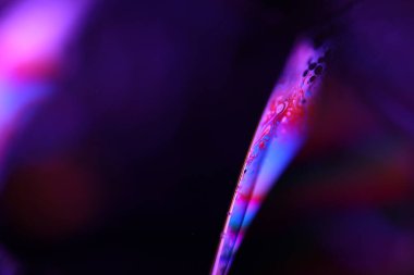 mor sıvı deseni, sıvı arkaplan, plazma, sıvı hareketi, kırmızı küre, pürüzsüz hareket, koyu arkaplanda parlak bir çizgi