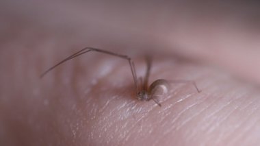 Uzun bacaklı örümcek insan eli, ev örümceği, böcek kurtarma