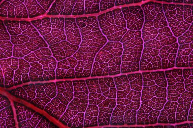 Pembe yaprak dokusu, aşırı yakın çekim, pembe yaprak, ham doku, makro fotoğraf.