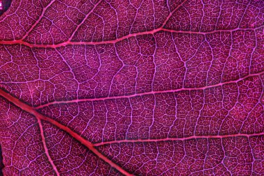 Pembe yaprak dokusu, aşırı yakın çekim, pembe yaprak, ham doku, makro fotoğraf.