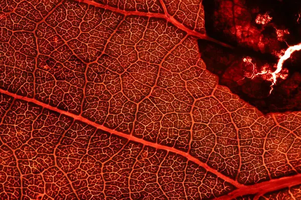 Kırmızı yaprak dokusu, aşırı yakın çekim, düz malzeme, kurumuş yaprak
