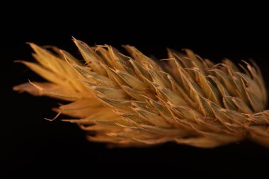 Karl Foerster çimenleri siyah arka plan, makro fotoğraf, aşırı yakın çekim