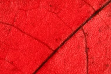 Kırmızı yaprak dokusu, aşırı yakın çekim, düz malzeme, kurumuş yaprak, doğal arkaplan