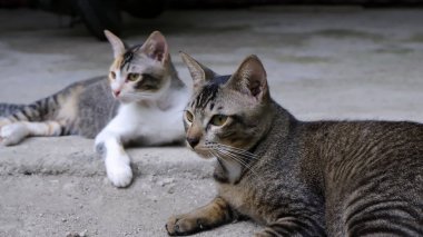 İki kedinin portresi kayanın üzerinde oturuyor.