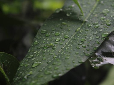 yağmur damlası ile yaprak yeşil