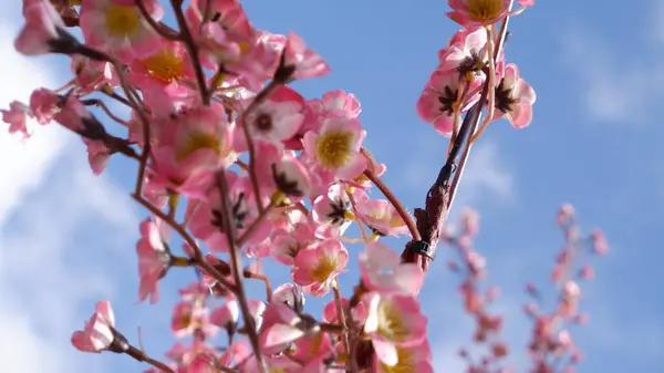 Mavi gökyüzü arka plan ile güzel kiraz çiçeği
