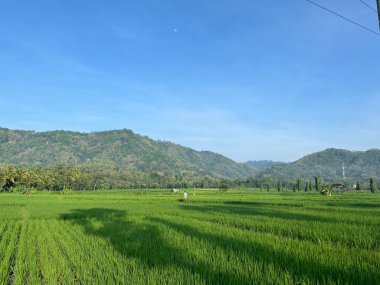 Dağlı yeşil pirinç tarlalarının güzel manzarası