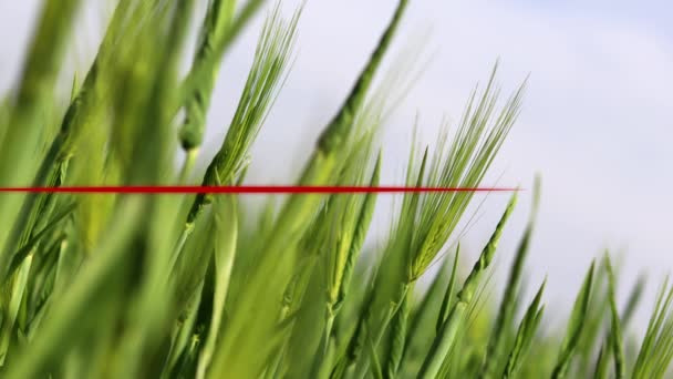 大麦の畑の背景にハートビートグラフ 物価安定の概念 — ストック動画