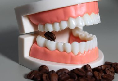 Model dişlerinin arasında kahve çekirdekleri. Diş sağlığı bozuk içecek konsepti.