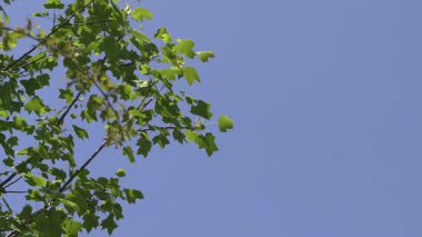 Mavi gökyüzüne karşı dallar.