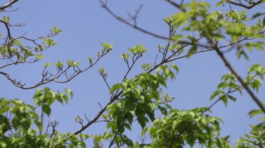 Mavi gökyüzüne karşı dallar.