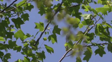 Mavi gökyüzüne karşı dallar.