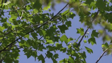 Mavi gökyüzüne karşı dallar.