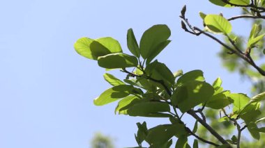 Mavi gökyüzüne karşı dallar.