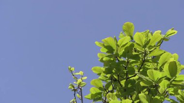 Mavi gökyüzüne karşı dallar.