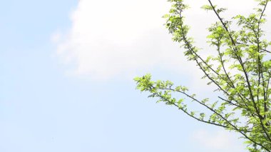 Rüzgarda sallanan dallar bulutlu bir arka planda.