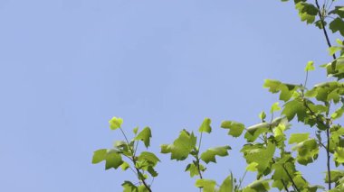 Mavi gökyüzüne karşı dallar.