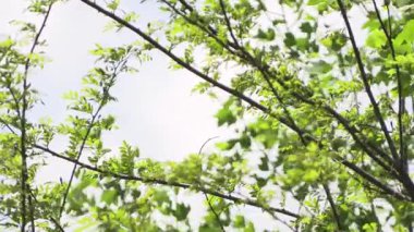 Rüzgarda sallanan dallar bulutlu bir arka planda.