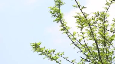 Rüzgarda sallanan dallar bulutlu bir arka planda.