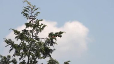Rüzgarda sallanan dallar bulutlu bir arka planda.