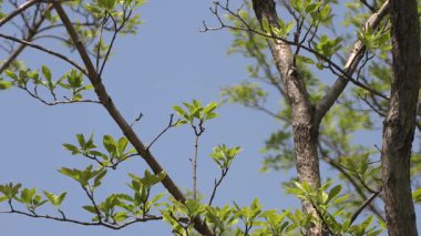 Ağaçlar ve dallar mavi gökyüzüne karşı.