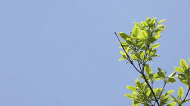 Ağaçlar ve dallar mavi gökyüzüne karşı.