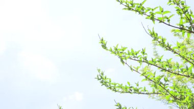 Ağaçlar ve dallar mavi gökyüzüne karşı.