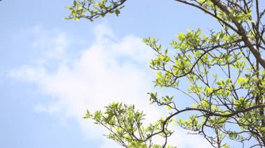 Ağaçlar ve dallar mavi gökyüzüne karşı.