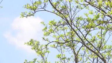 Ağaçlar ve dallar mavi gökyüzüne karşı.