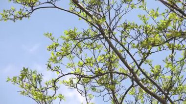 Ağaçlar ve dallar mavi gökyüzüne karşı.