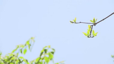 Ağaçlar ve dallar mavi gökyüzüne karşı.